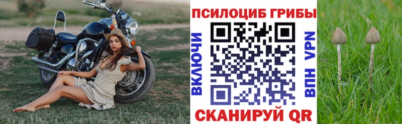 Купить где  Котельниково  Галлюциногенные грибы GOLDEN TEACHER 